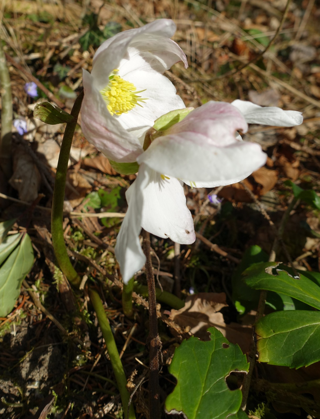 Helleborus niger
