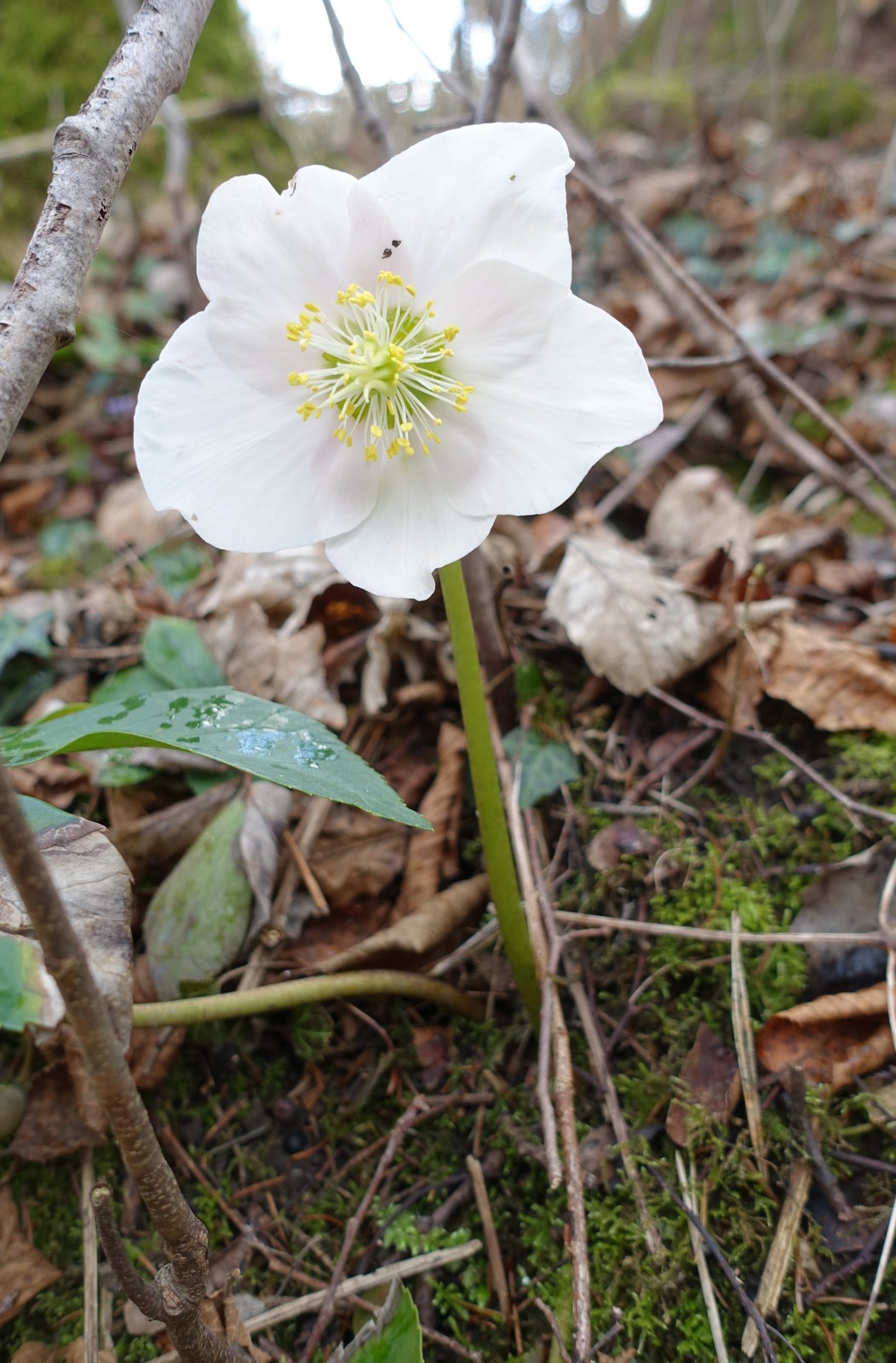 Helleborus niger