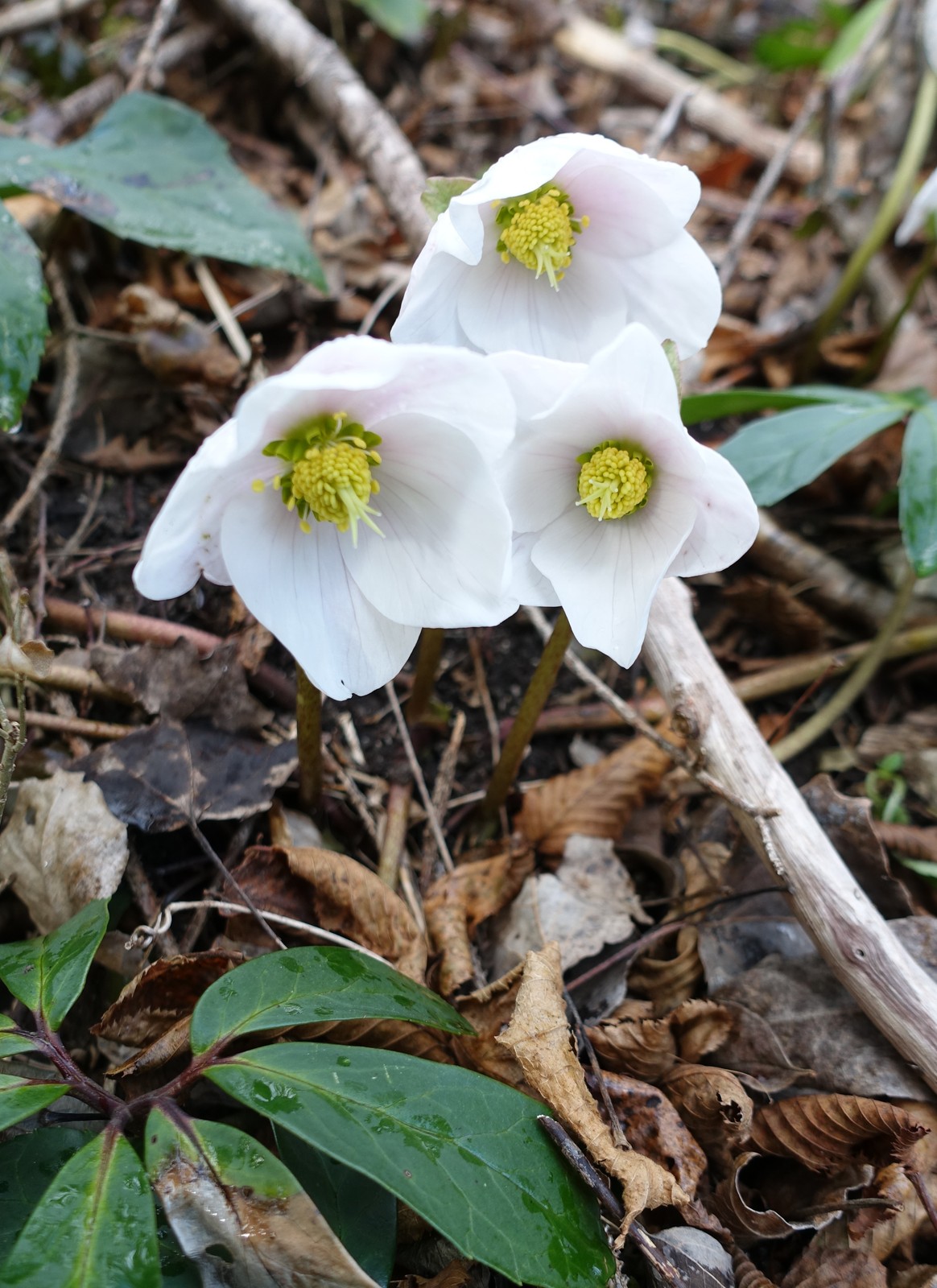 Helleborus niger