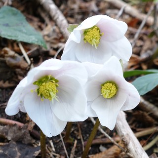 Helleborus niger