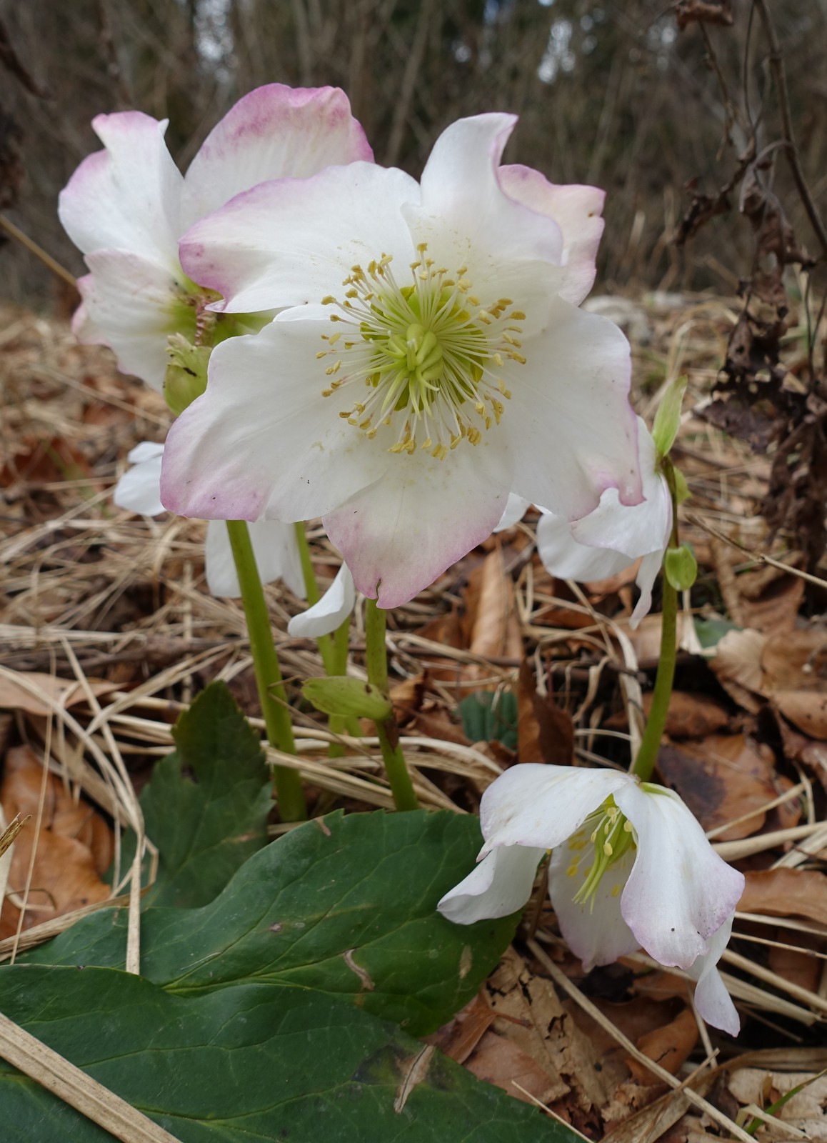 Helleborus niger