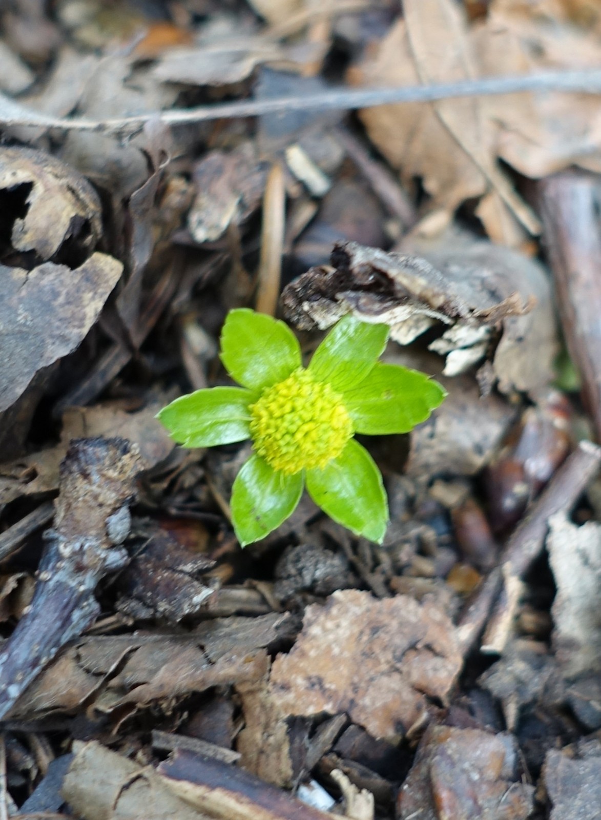 Hacquetia epipactis