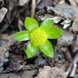 Hacquetia epipactis