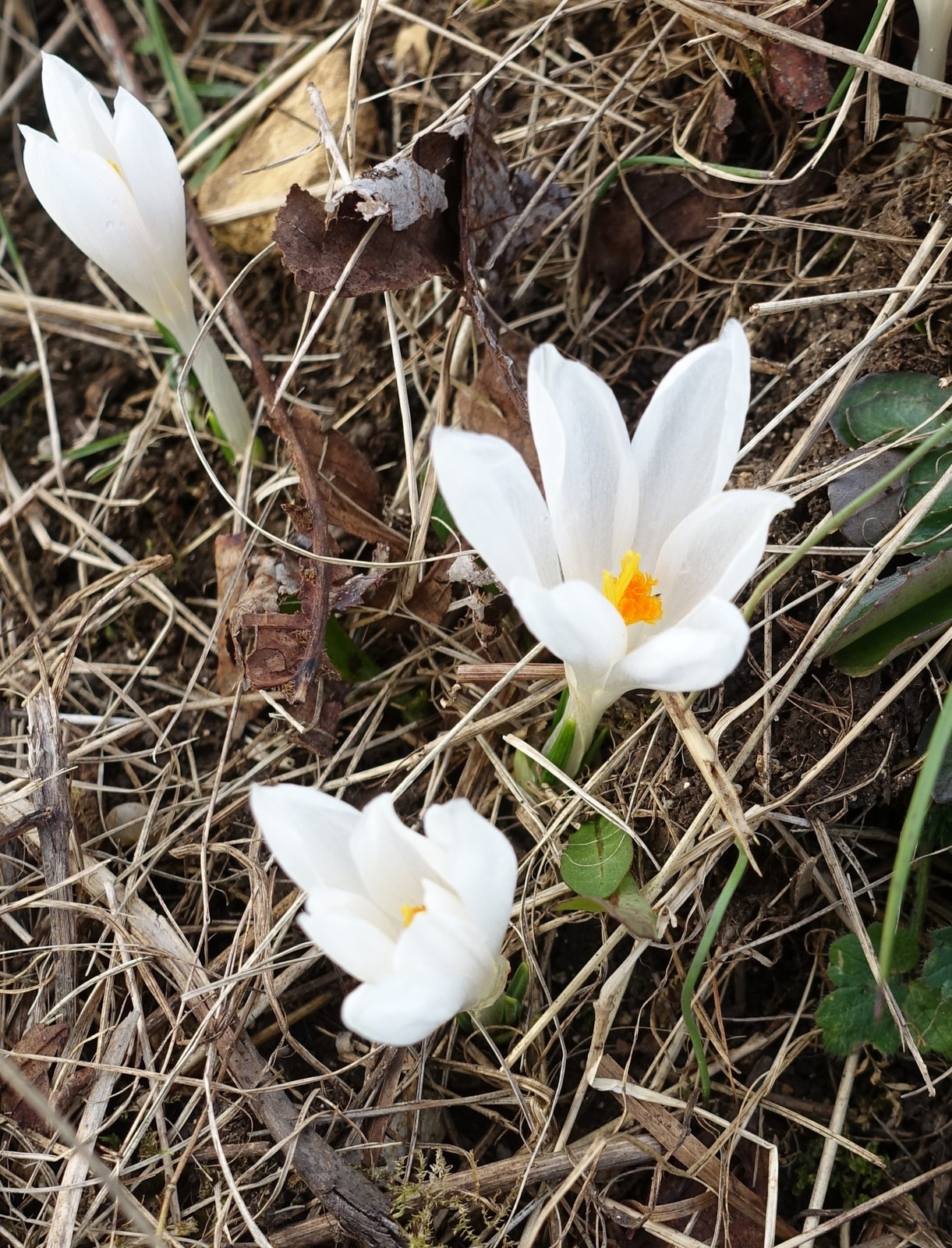 Crocus vernus