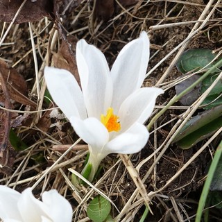 Crocus vernus