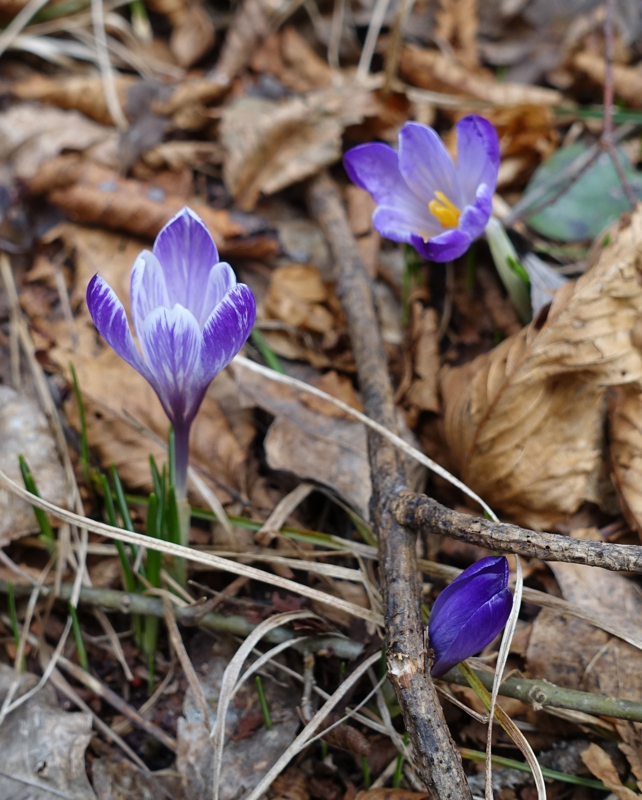 Crocus vernus