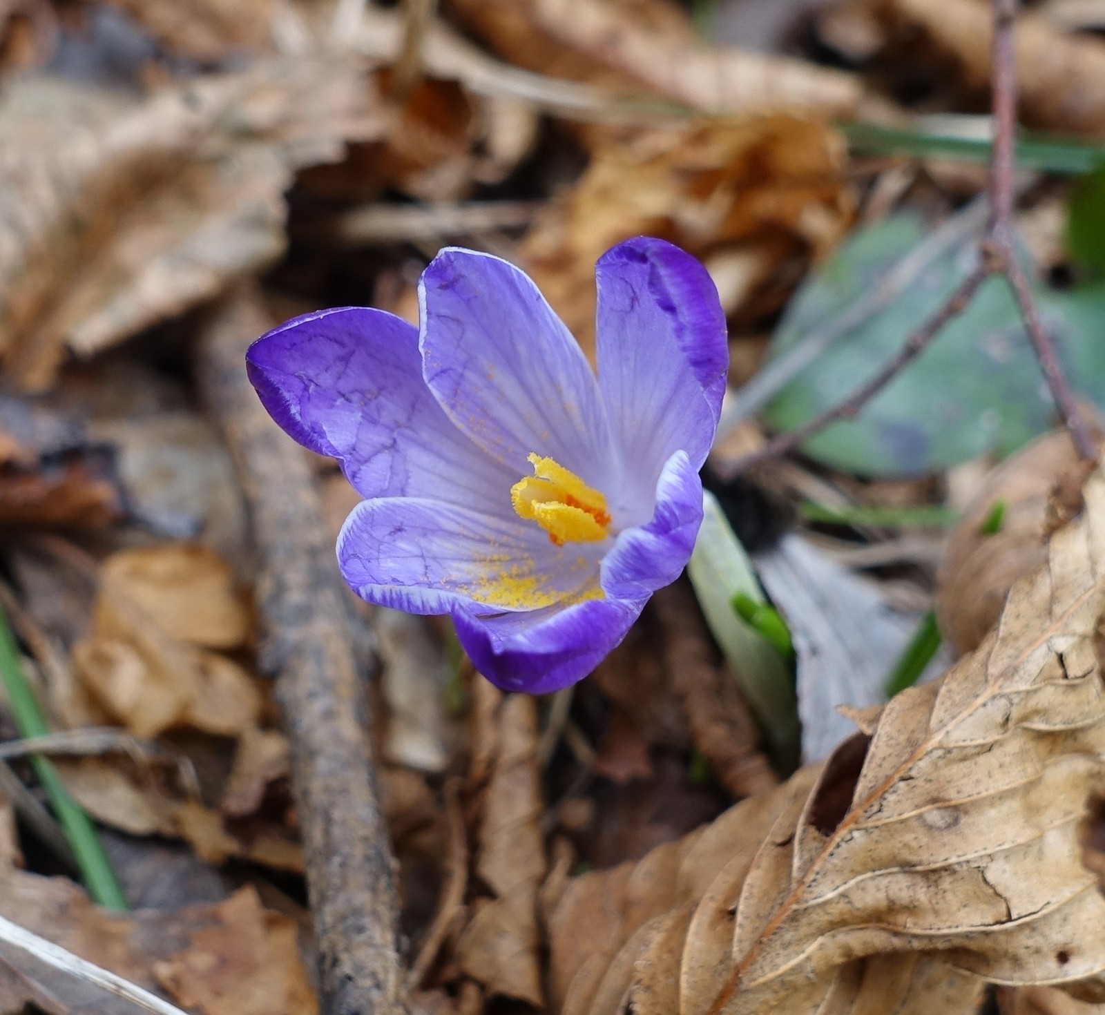 Crocus vernus