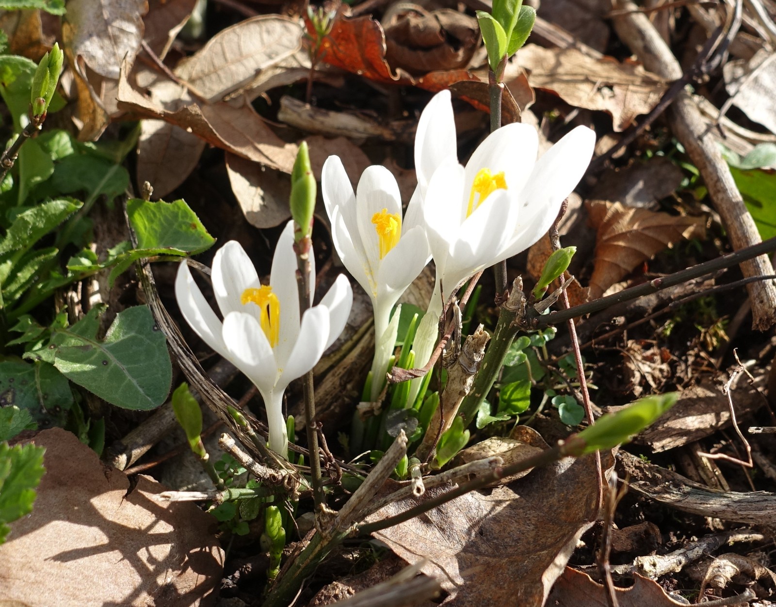 Crocus vernus