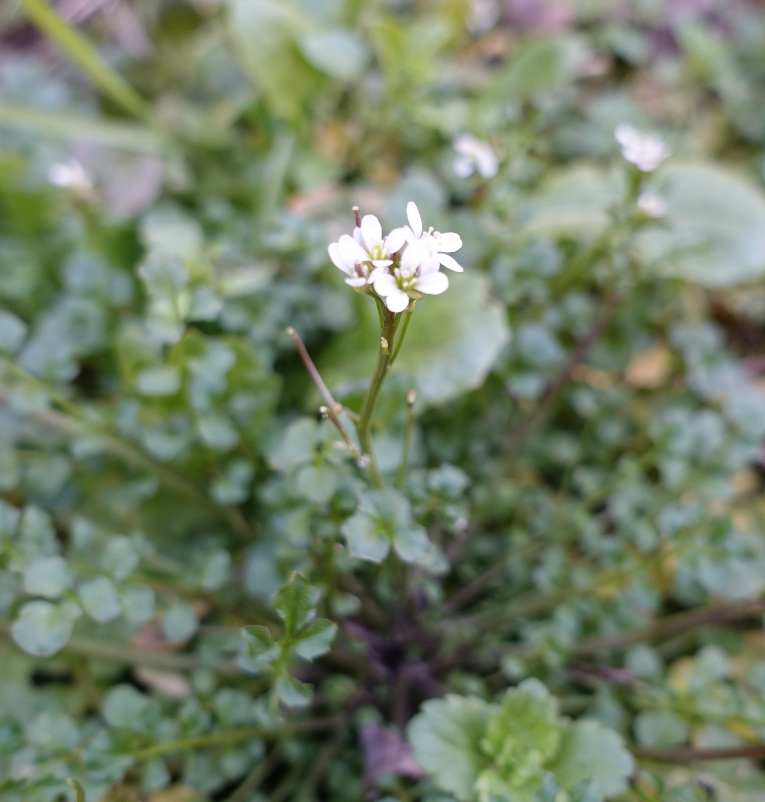 Cardamine hirsuta