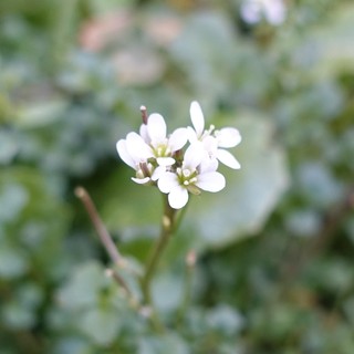 Cardamine hirsuta