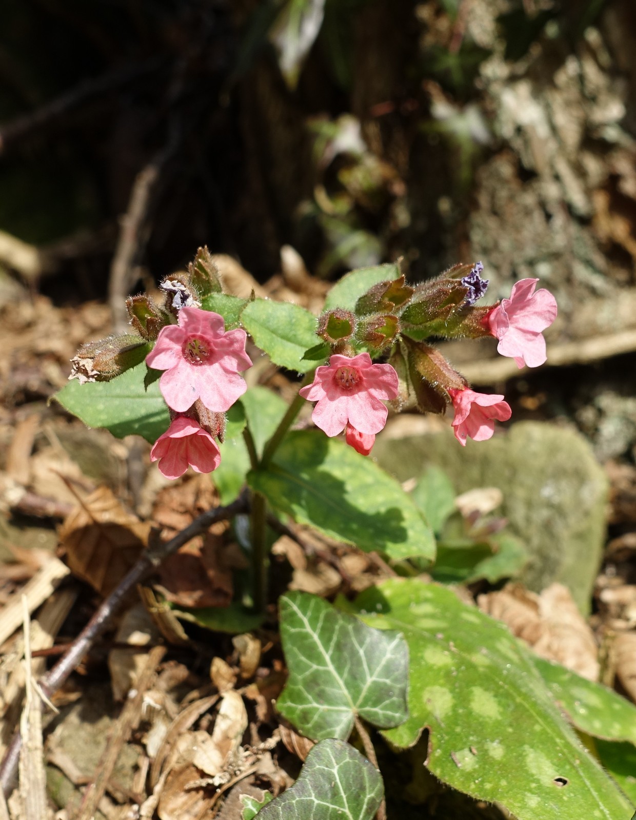Pulmonaria officinalis