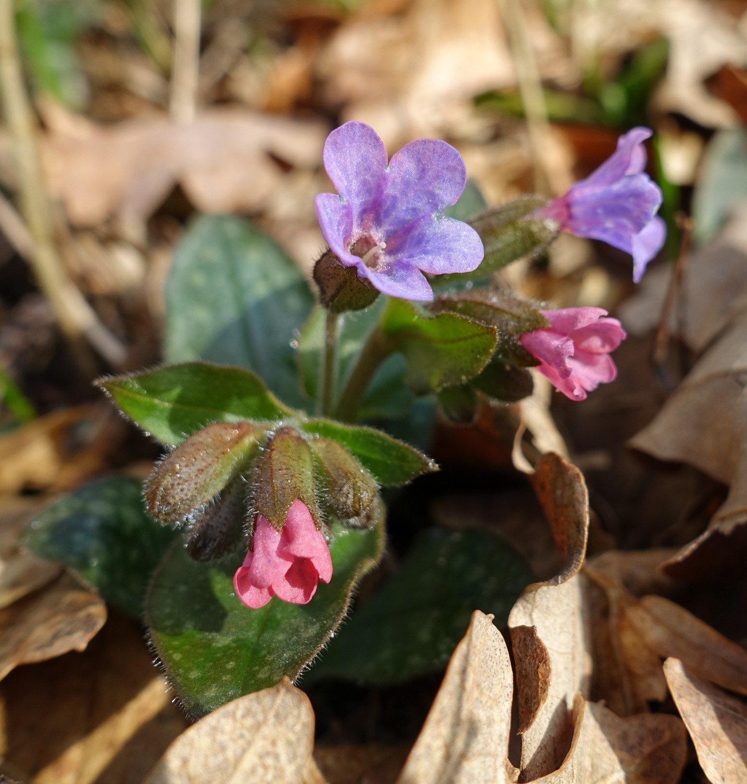 Pulmonaria officinalis