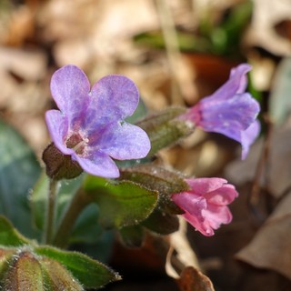 Pulmonaria officinalis