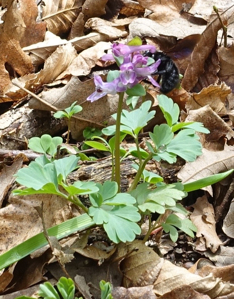 Corydalis cava