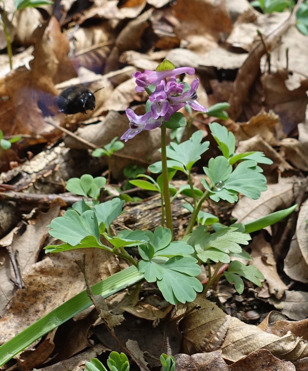 Corydalis cava