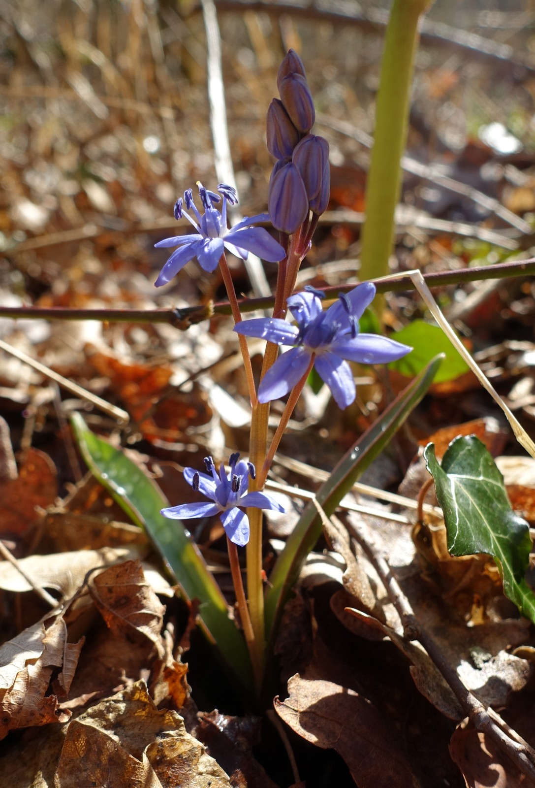 Scilla bifolia