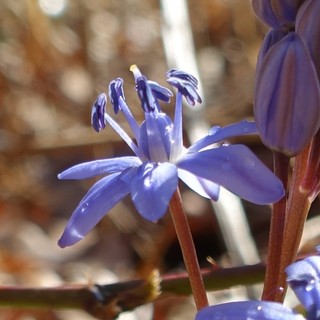 Scilla bifolia