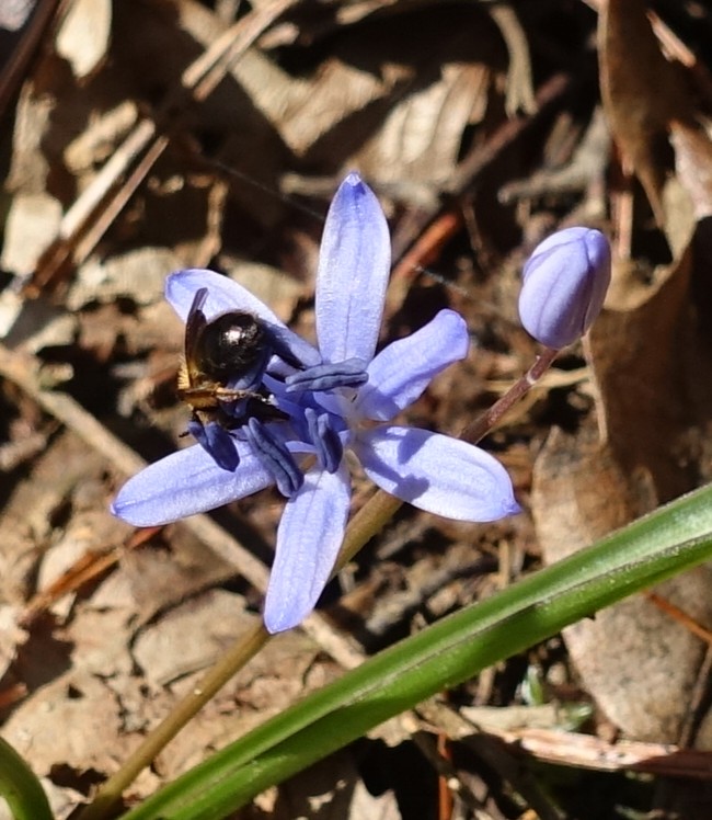 Scilla bifolia