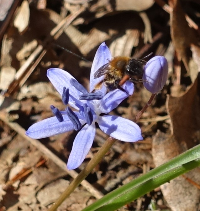 Scilla bifolia