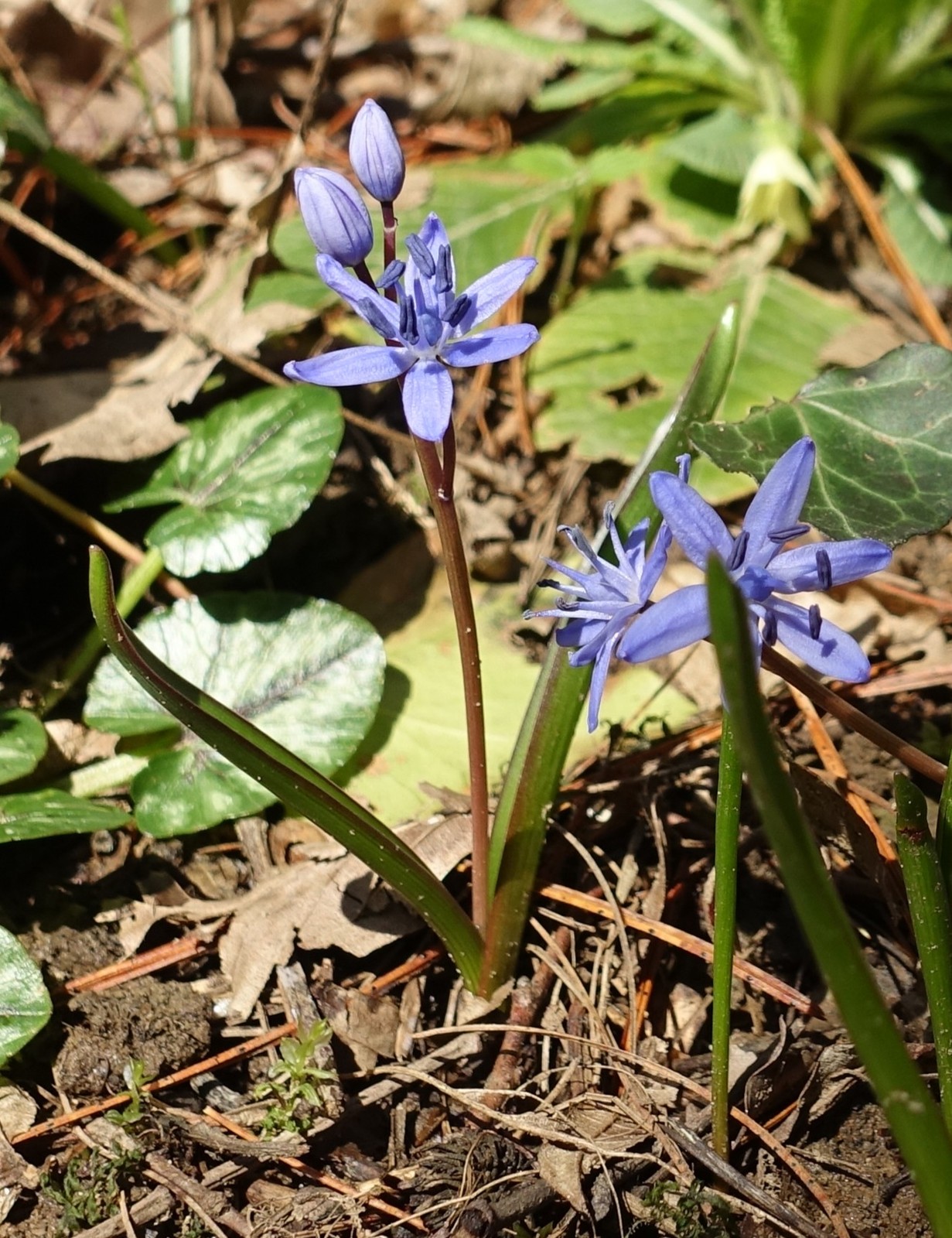 Scilla bifolia