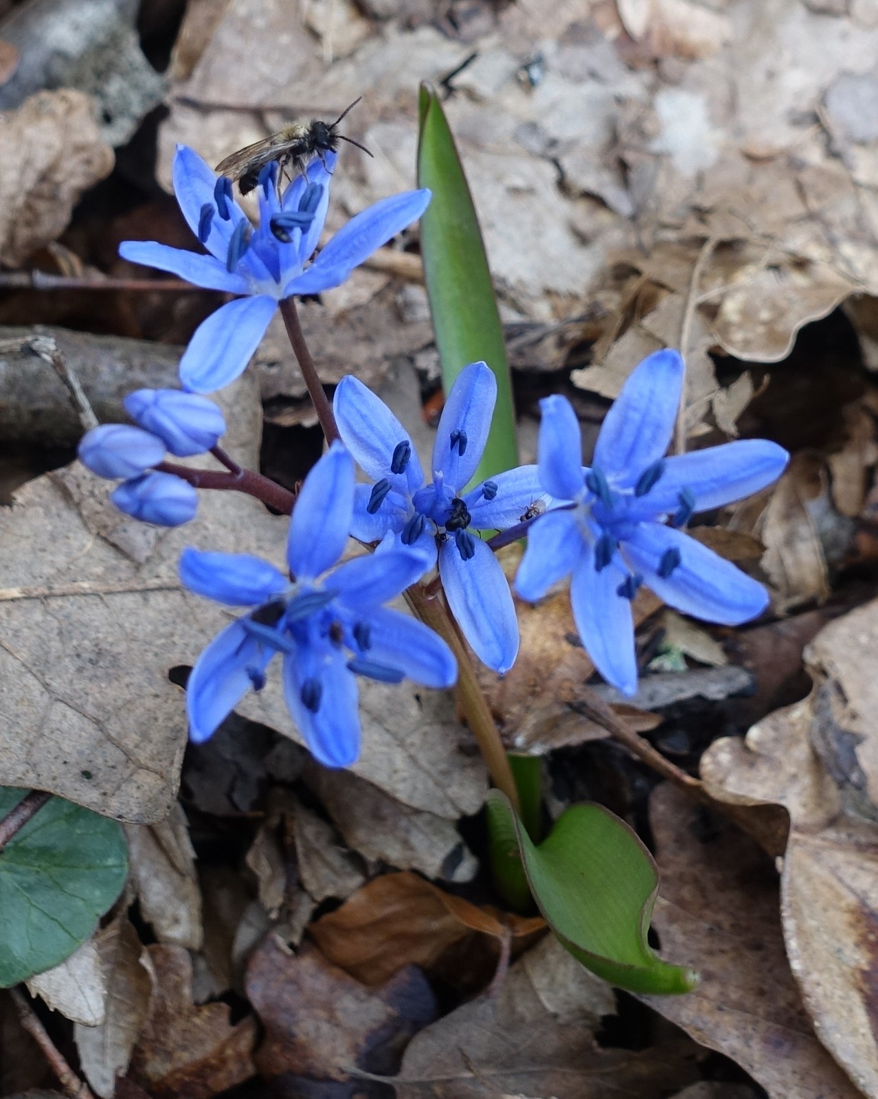 Scilla bifolia