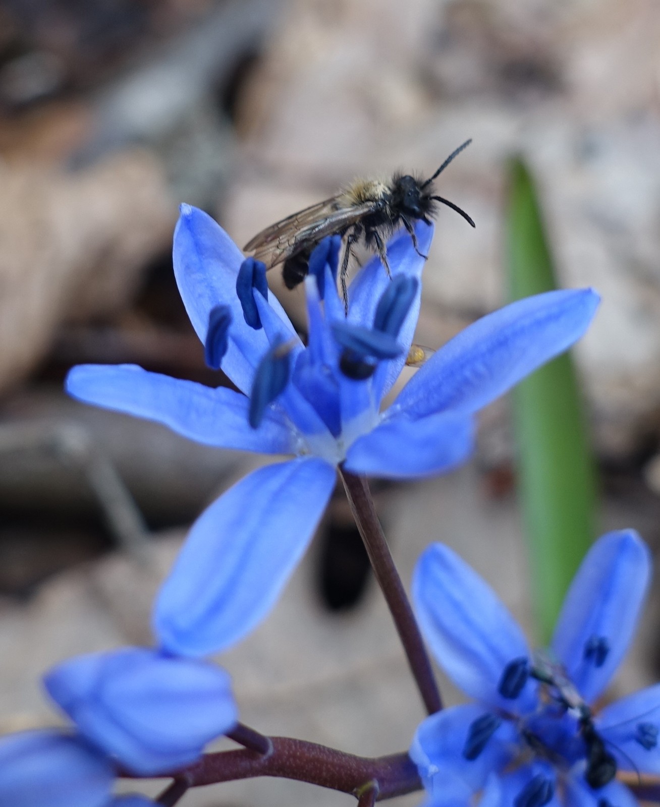 Scilla bifolia
