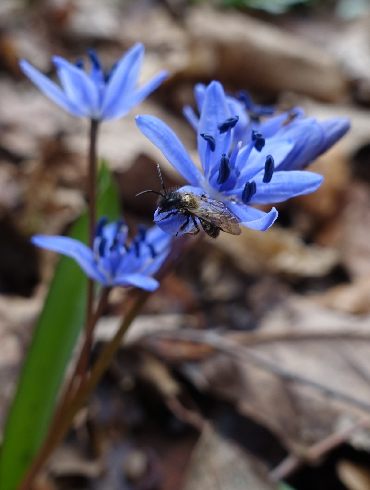 Scilla bifolia