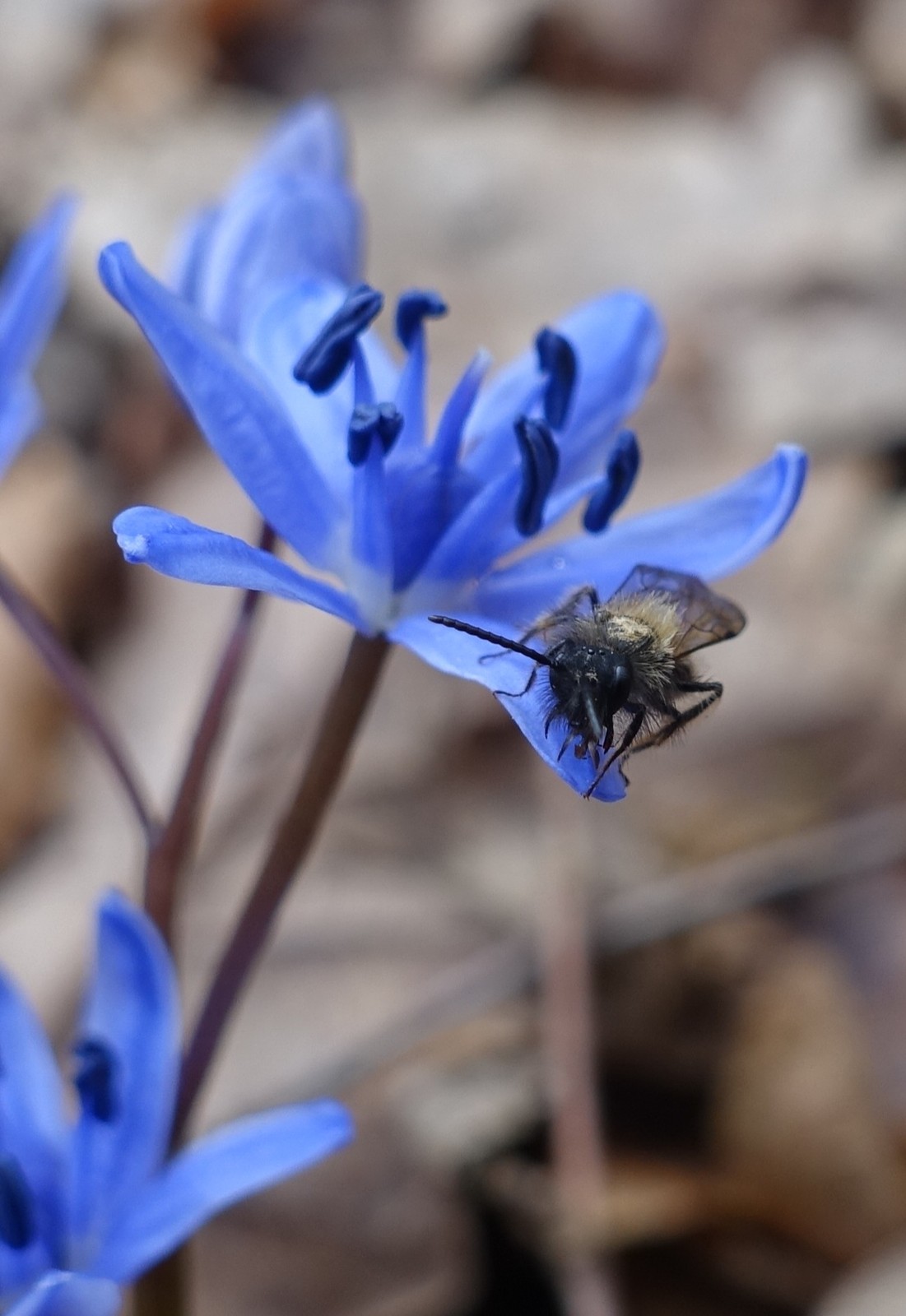 Scilla bifolia