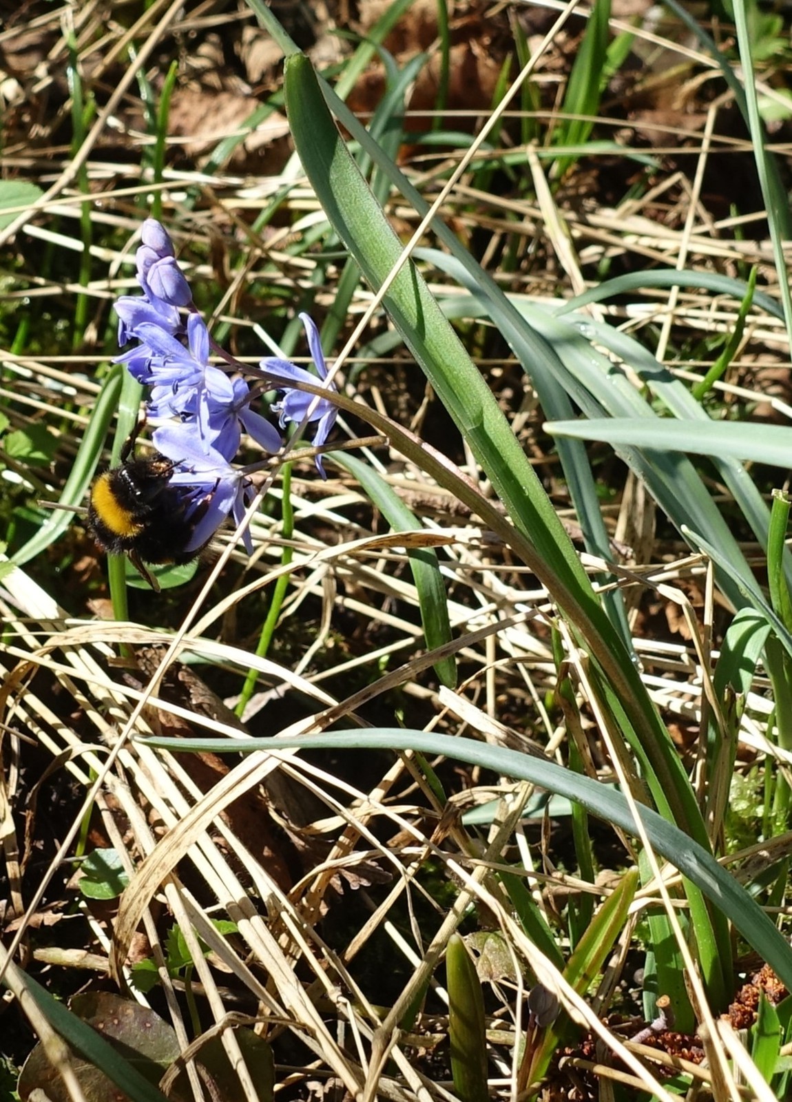 Scilla bifolia