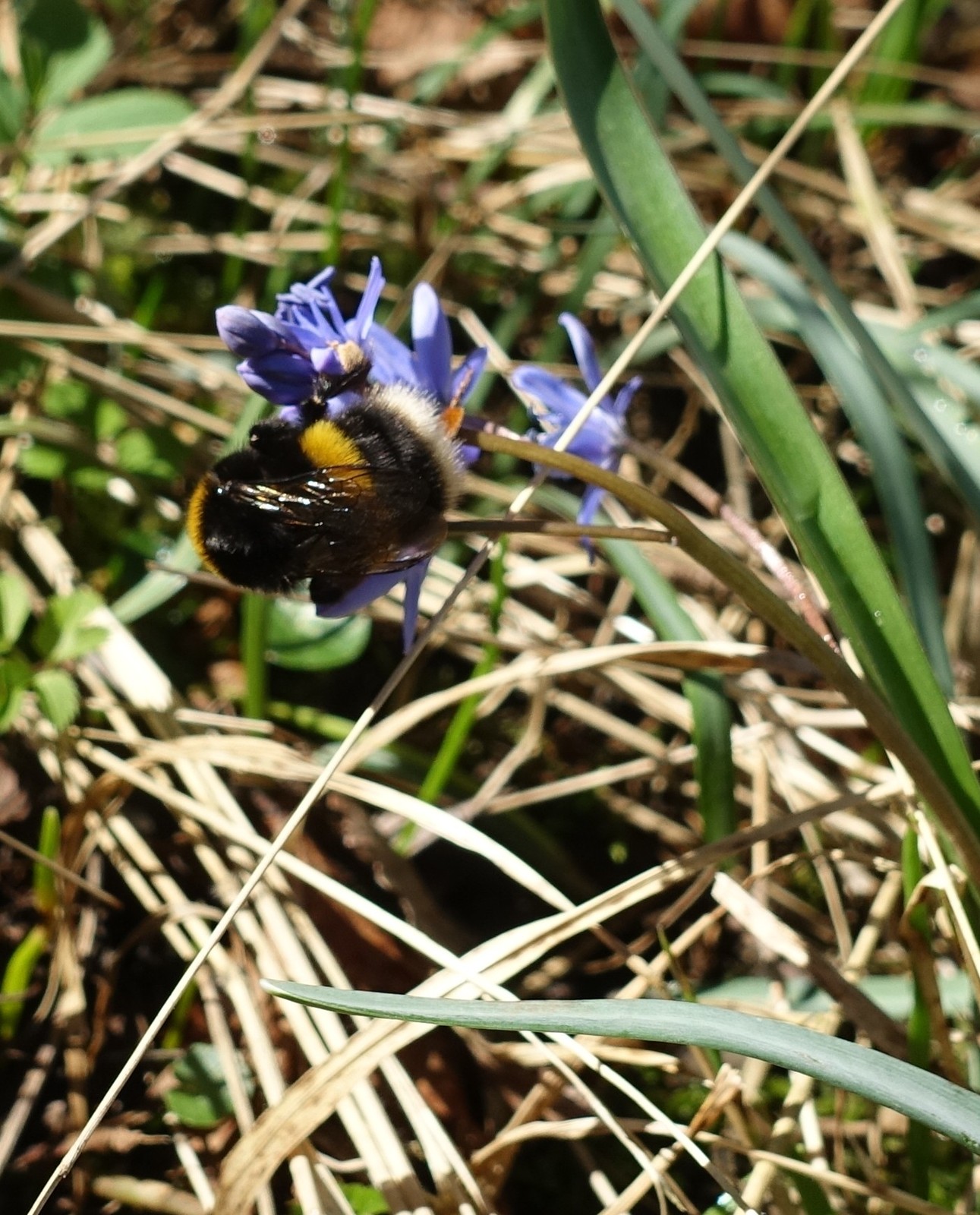 Scilla bifolia