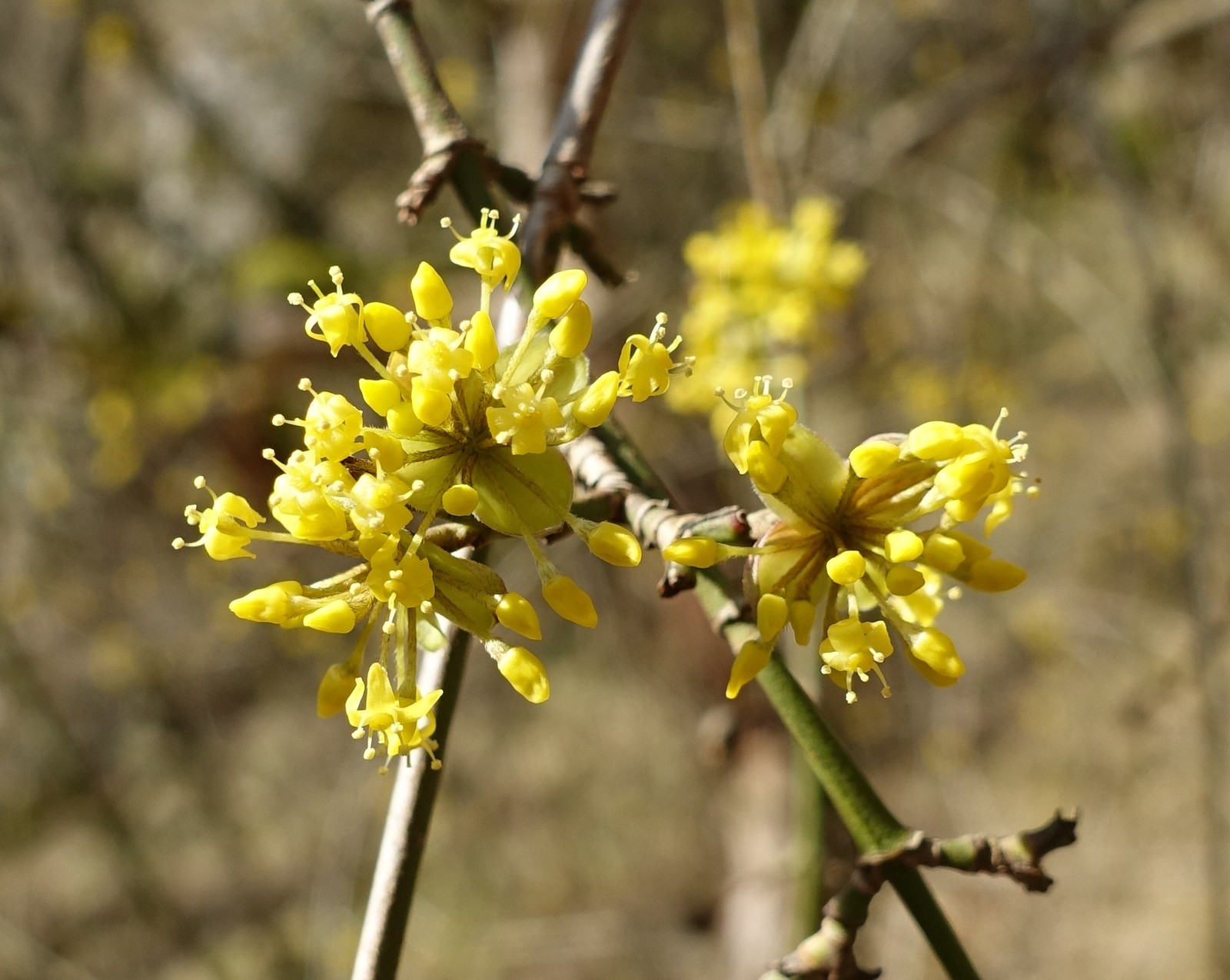 Cornus mas