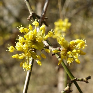 Cornus mas