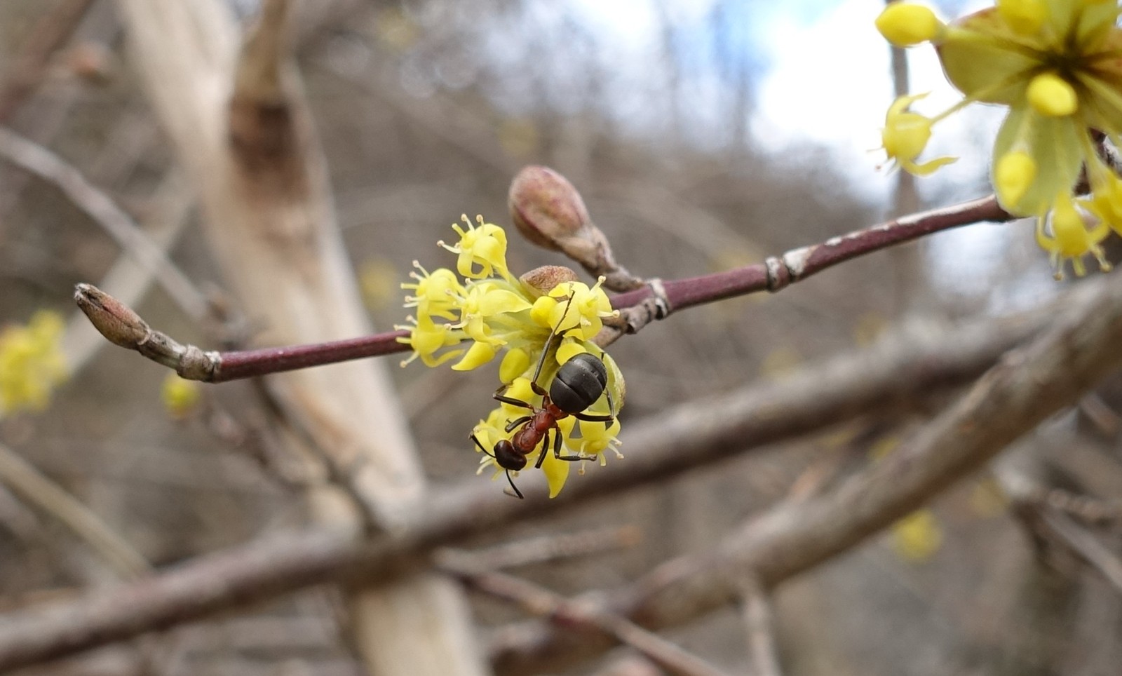 Cornus mas