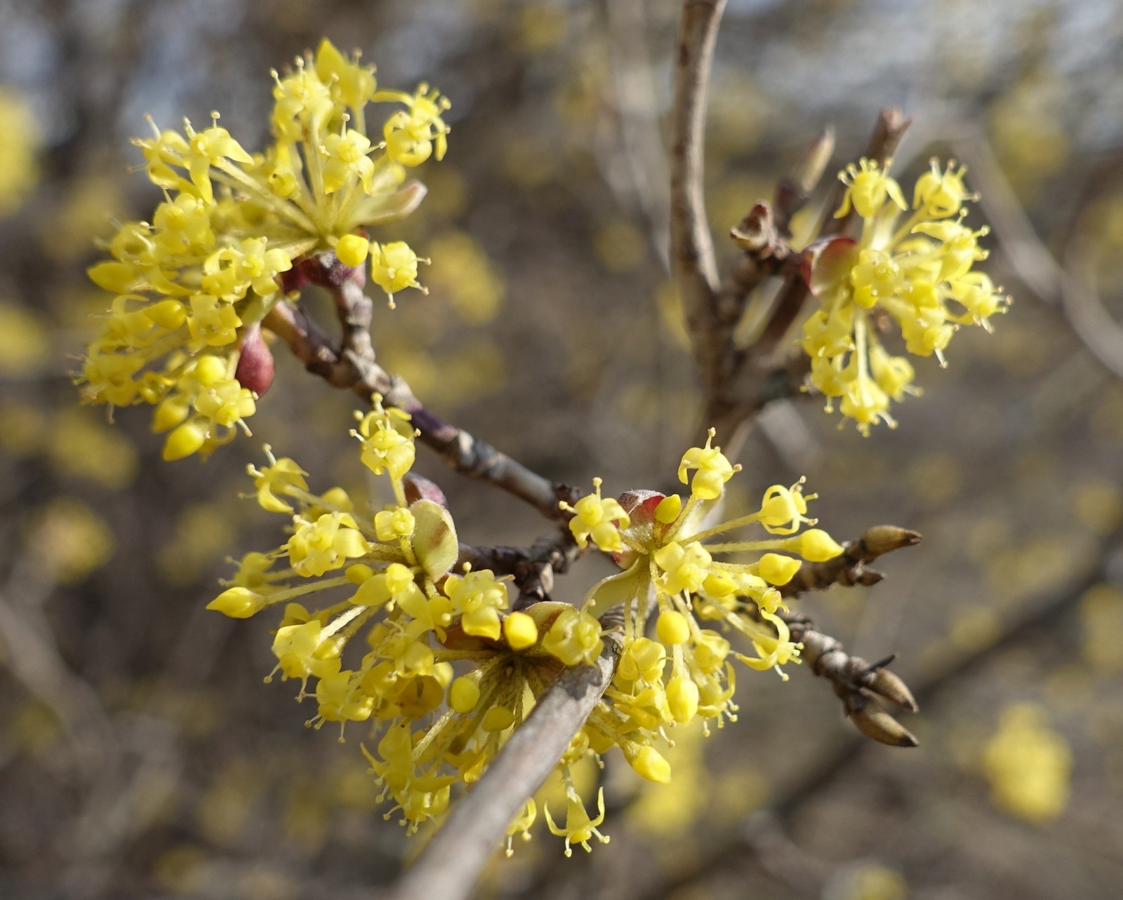 Cornus mas