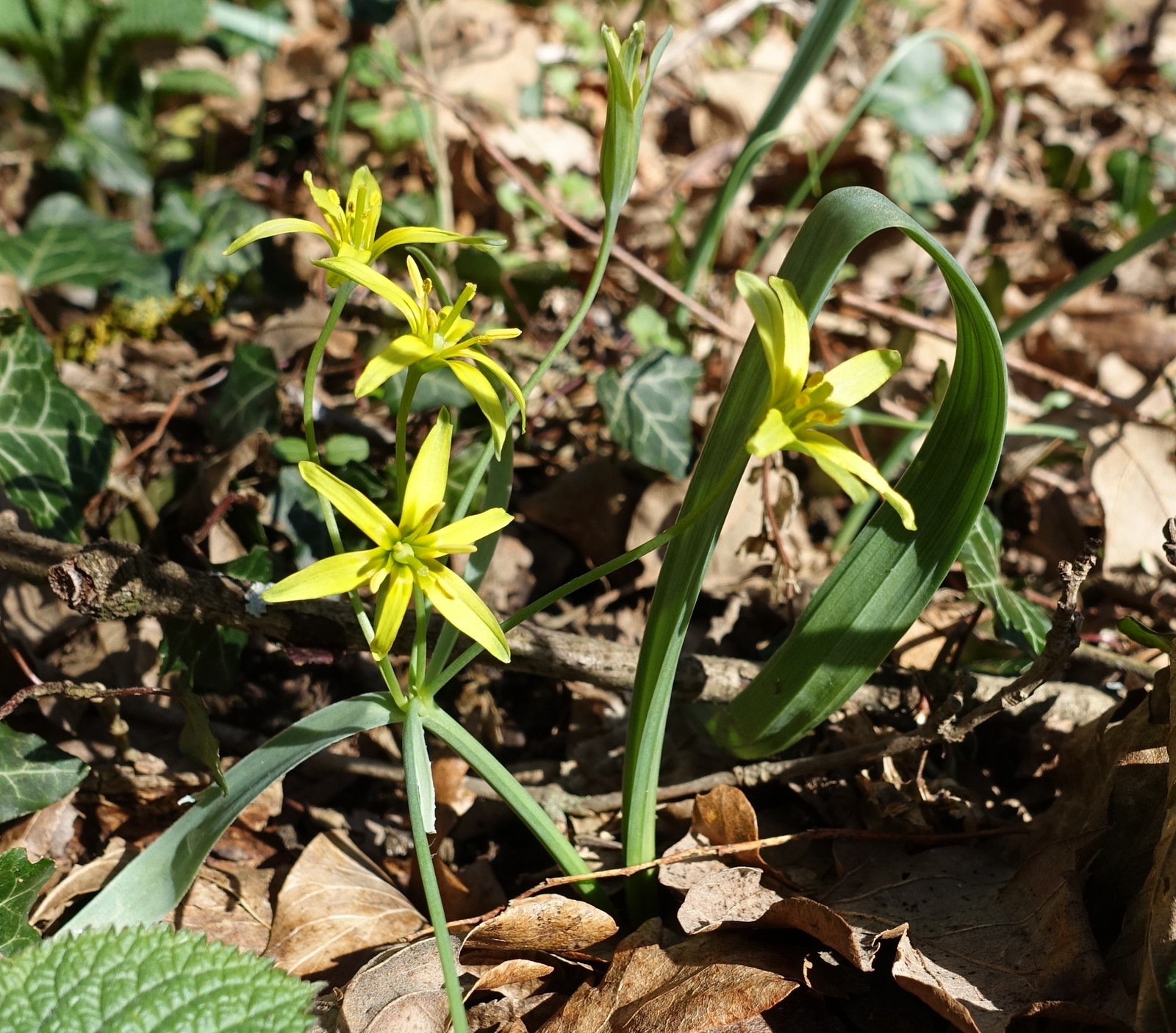 Gagea lutea