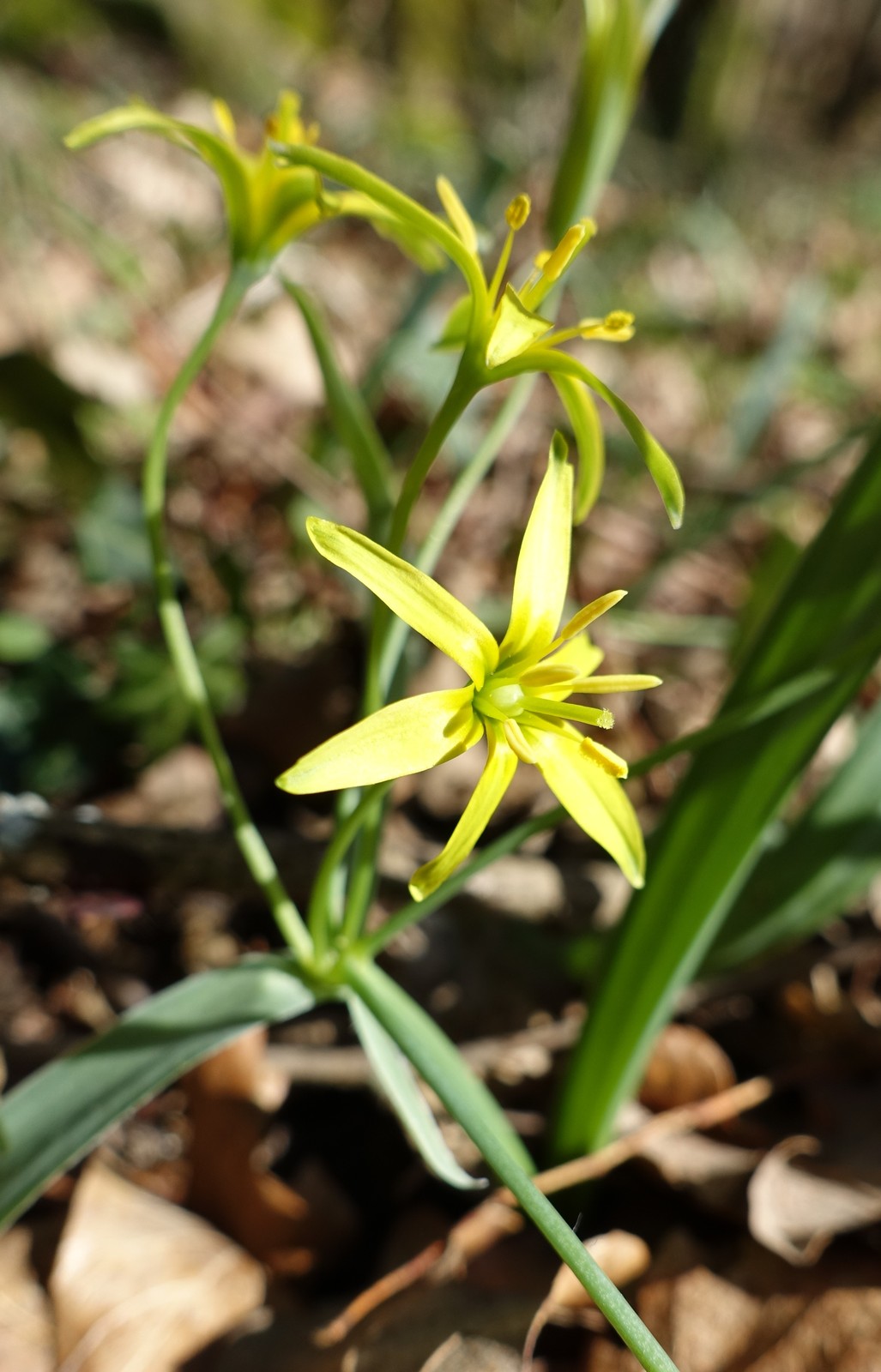 Gagea lutea