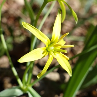 Gagea lutea