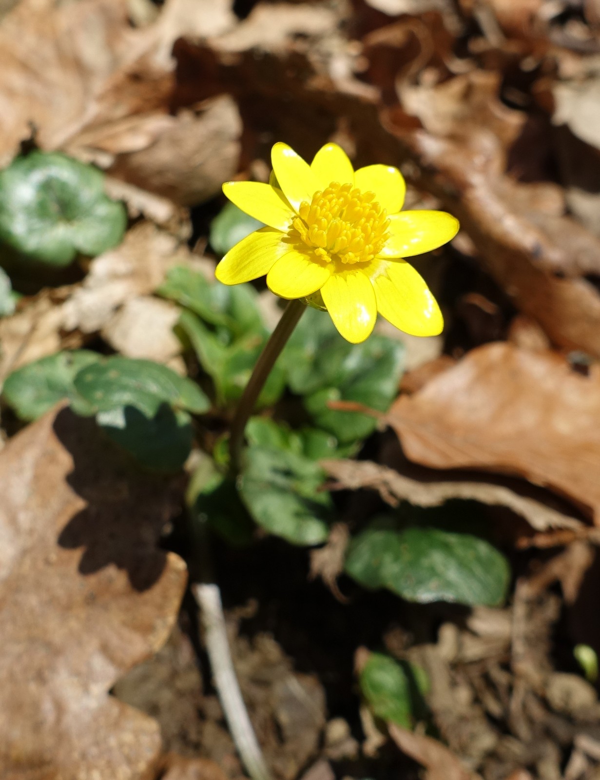 Ficaria verna