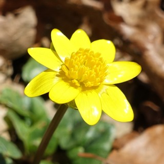 Ficaria verna
