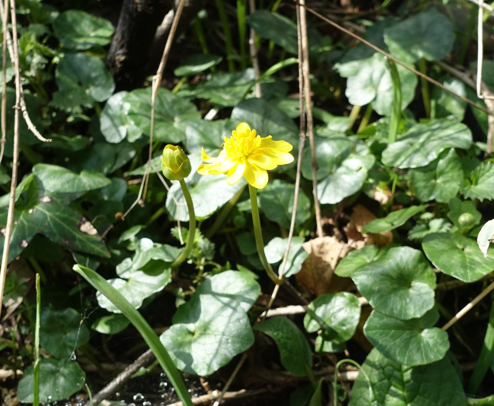 Ficaria verna