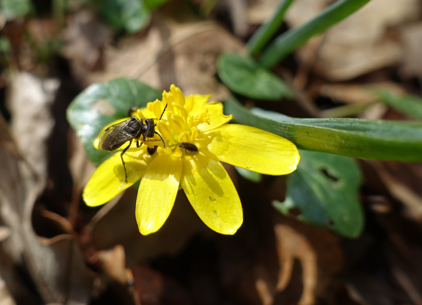 Ficaria verna