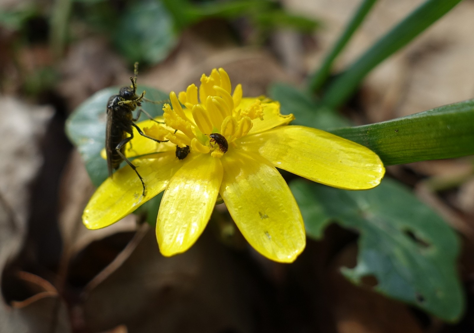 Ficaria verna