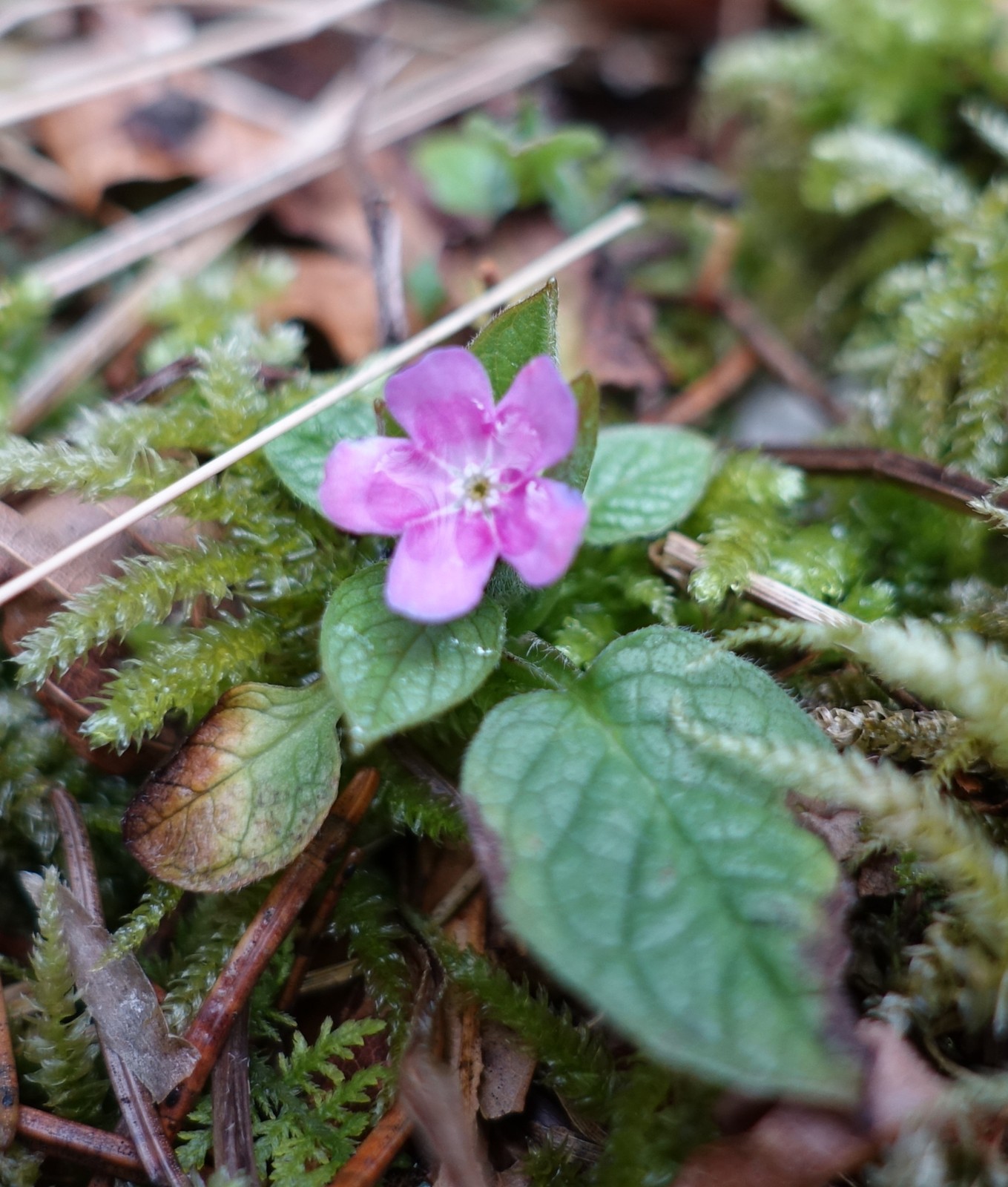 Omphalodes verna