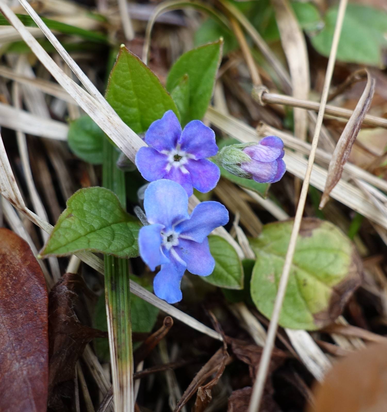 Omphalodes verna