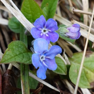 Omphalodes verna