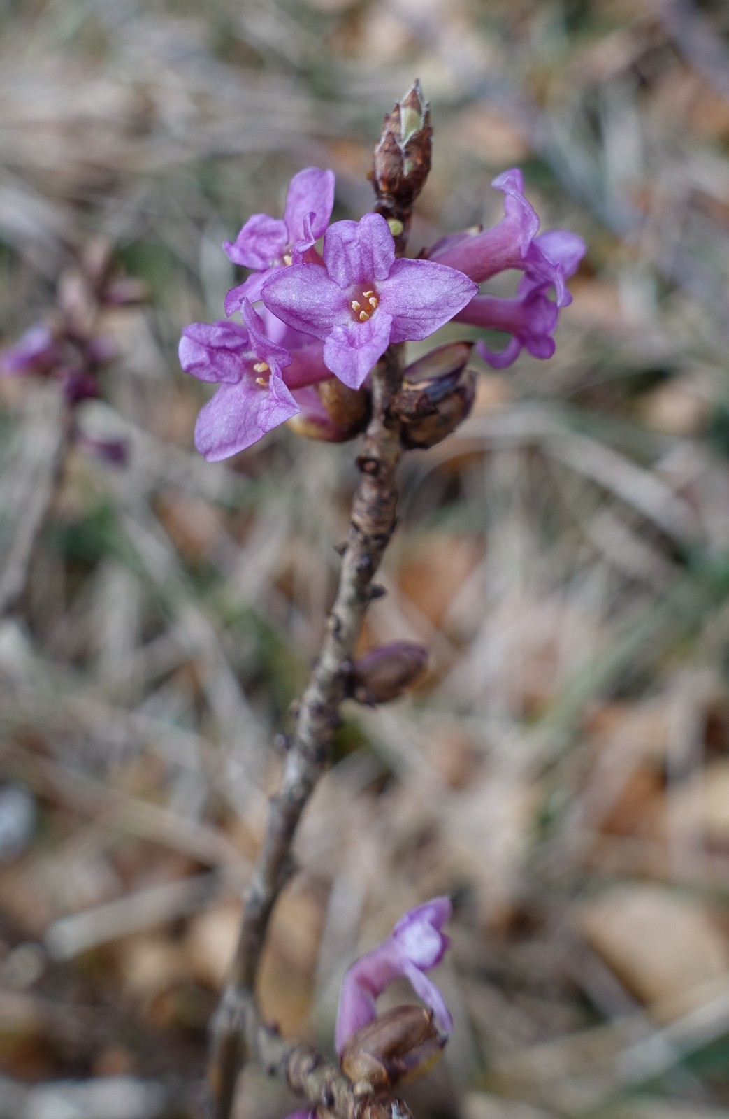 Daphne mezereum