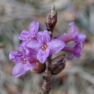 Daphne mezereum