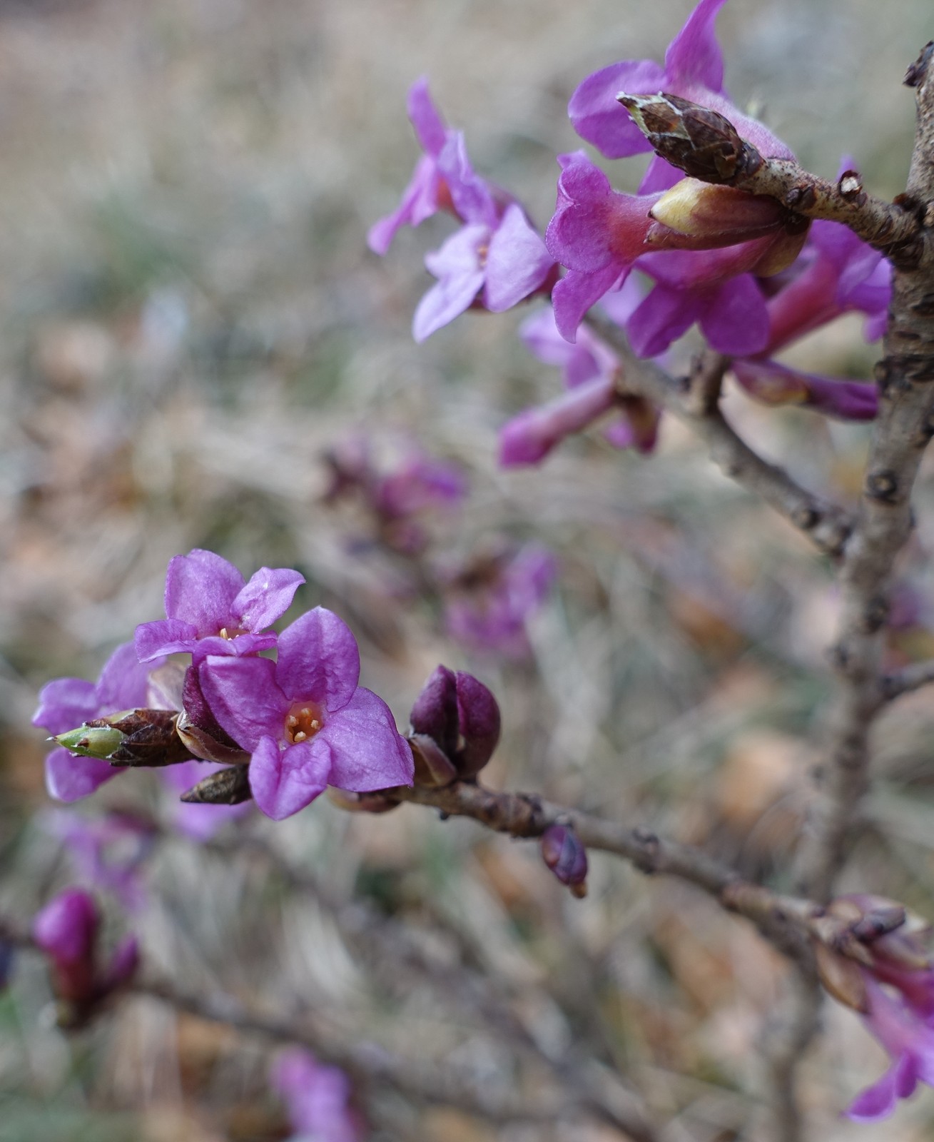 Daphne mezereum