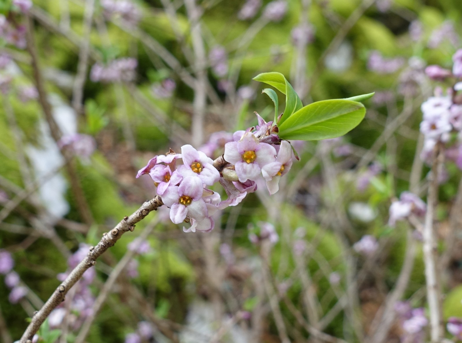 Daphne mezereum
