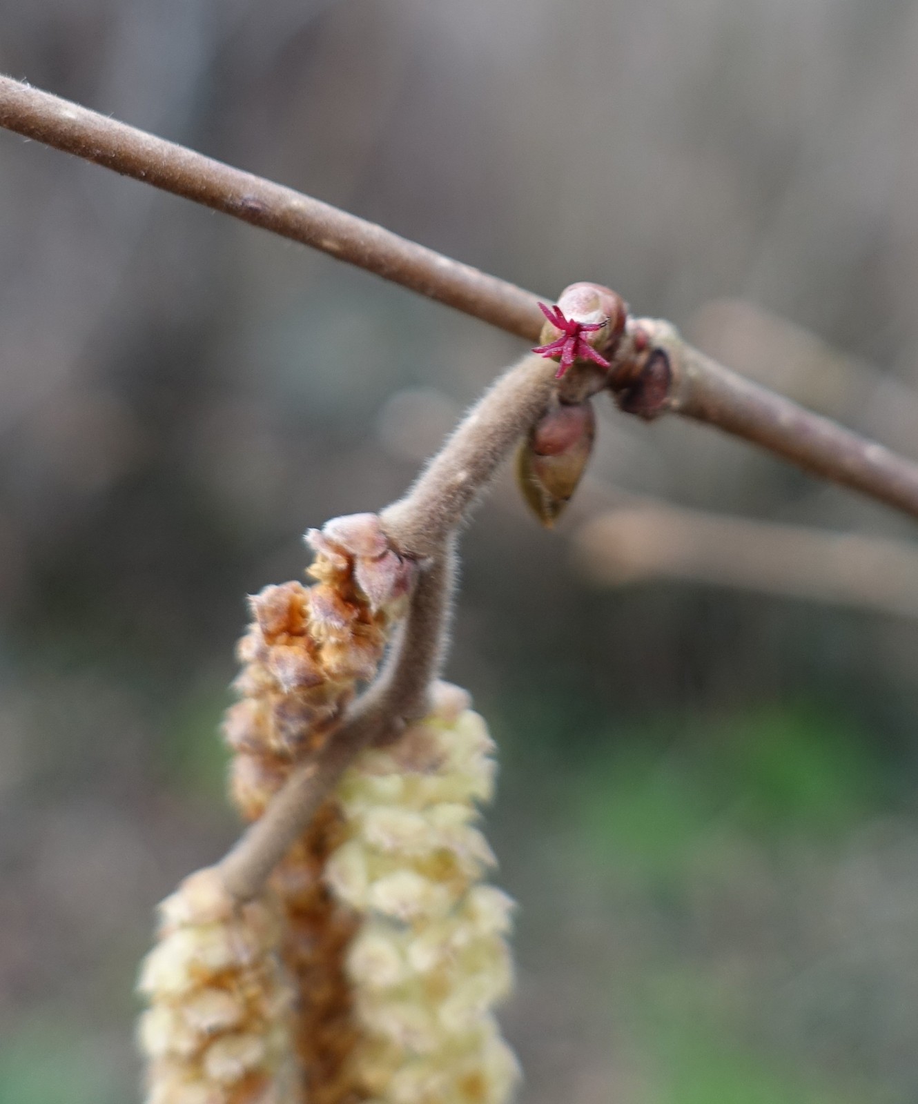 Corylus avellana